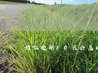 借吧逾期10天会怎么样