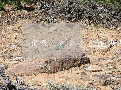 借呗10000逾期怎么算利息