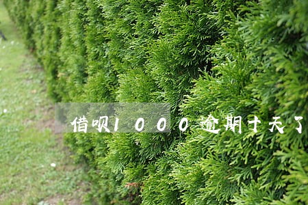 借呗1000逾期十天了 借呗1000逾期十天了