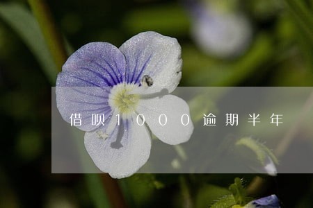 借呗1000逾期半年 借呗1000逾期半年