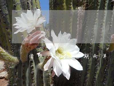借呗12万逾期两年 借呗12万逾期两年