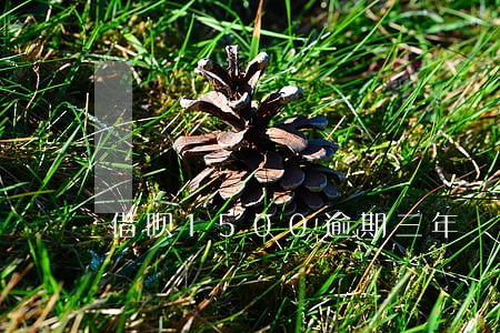 借呗1500逾期三年 借呗1500逾期三年