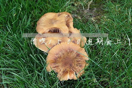 借呗1500逾期会上门吗 借呗1500逾期会上门吗