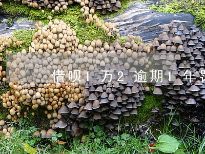 借呗1万2逾期1年罚息是多少