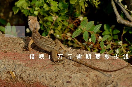借呗1万元逾期费多少钱 借呗1万元逾期费多少钱