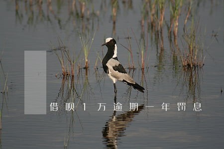 借呗1万逾期一年罚息 借呗1万逾期一年罚息