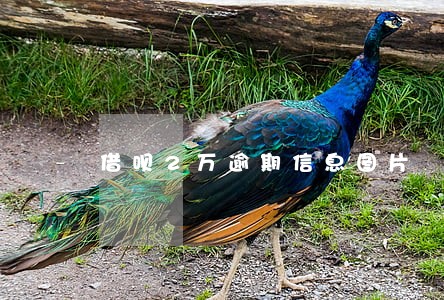 借呗2万逾期信息图片 借呗2万逾期信息图片