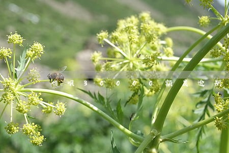 借呗30000额度逾期会怎样