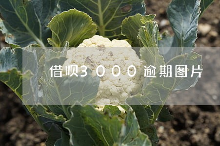 借呗3000逾期图片 借呗3000逾期图片