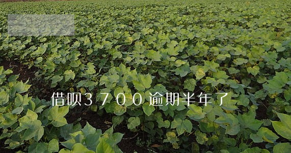 借呗3700逾期半年了 借呗3700逾期半年了