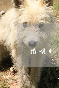 借呗4万逾期一天多少利息 借呗4万逾期一天多少利息