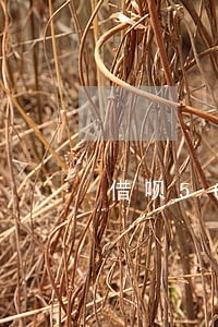 借呗5000逾期一年