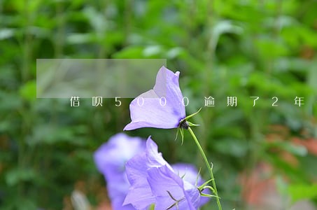 借呗5000逾期了2年多 借呗5000逾期了2年多