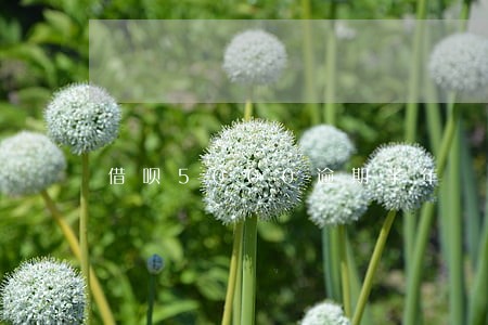 借呗5000逾期半年 借呗5000逾期半年