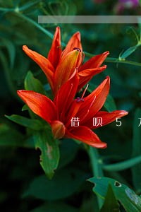 借呗5万逾期一年后果严重 借呗5万逾期一年后果严重