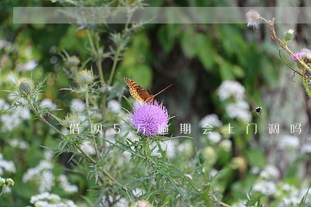 借呗5万逾期会上门调吗