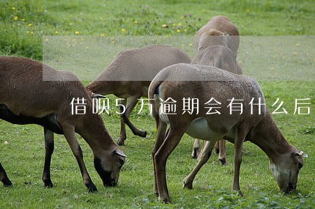 借呗5万逾期会有什么后果