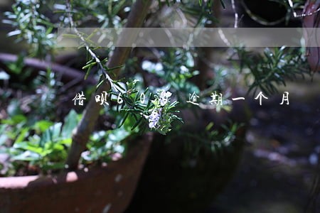 借呗600逾期一个月
