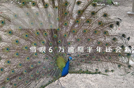 借呗6万逾期半年还会怎么样 借呗6万逾期半年还会怎么样