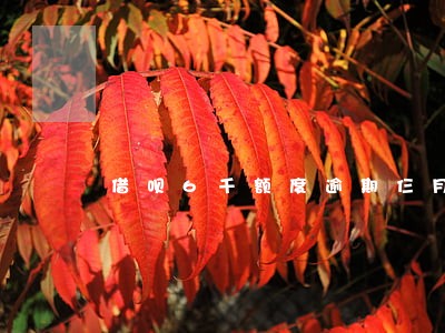 借呗6千额度逾期仨月