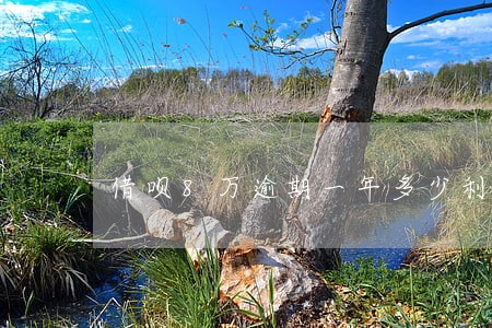 借呗8万逾期一年多少利息 借呗8万逾期一年多少利息