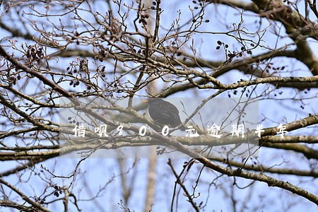 借呗900元逾期半年