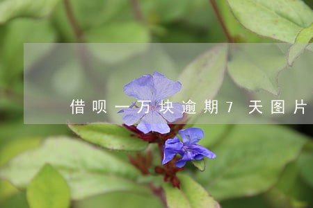 借呗一万块逾期7天图片