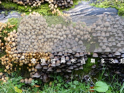 借呗信用卡逾期多久起诉
