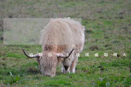 借呗借55块钱逾期两天 借呗借55块钱逾期两天