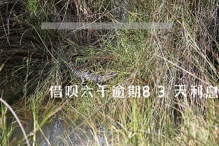 借呗六千逾期83天利息多少 借呗六千逾期83天利息多少