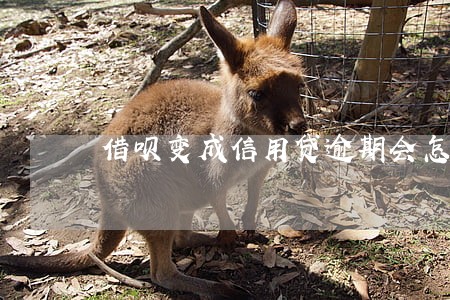 借呗变成信用贷逾期会怎样 借呗变成信用贷逾期会怎样