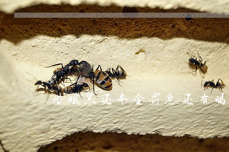 借呗只还本金罚息还有吗 借呗只还本金罚息还有吗