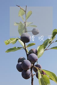 借呗可以申请只还本金吗 借呗可以申请只还本金吗