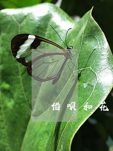 借呗和花呗可以只还本金吗