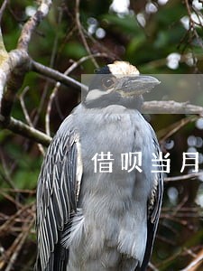 借呗当月逾期6000图片 借呗当月逾期6000图片