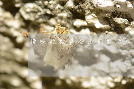 借呗微粒贷各逾期5万以上 借呗微粒贷各逾期5万以上