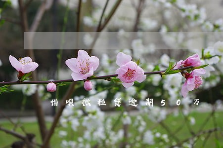 借呗微粒贷逾期50万 借呗微粒贷逾期50万
