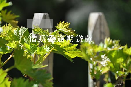 借呗无逾期贷款 借呗无逾期贷款