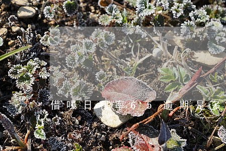 借呗日利率65逾期是多少 借呗日利率65逾期是多少