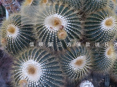 借呗第三方催款说只还本金 借呗第三方催款说只还本金