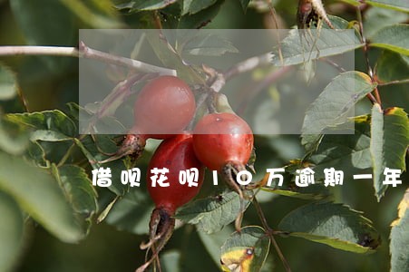 借呗花呗10万逾期一年 借呗花呗10万逾期一年