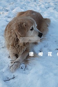 借呗花呗逾期20天会打通讯录吗