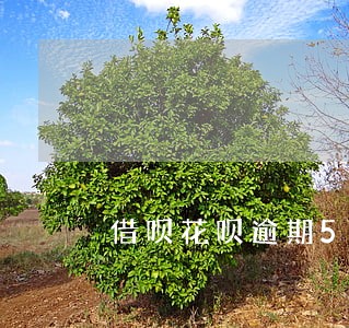 借呗花呗逾期5000 借呗花呗逾期5000