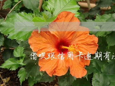 借呗跟信用卡逾期有没有关系 借呗跟信用卡逾期有没有关系