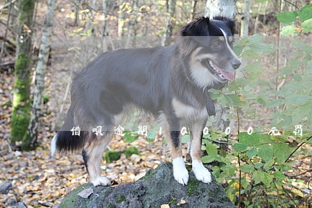 借呗逾期10000元罚息多少 借呗逾期10000元罚息多少