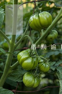 借呗逾期100天打电话怎么办 借呗逾期100天打电话怎么办