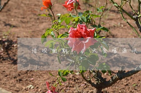 借呗逾期10天会爆通讯录么