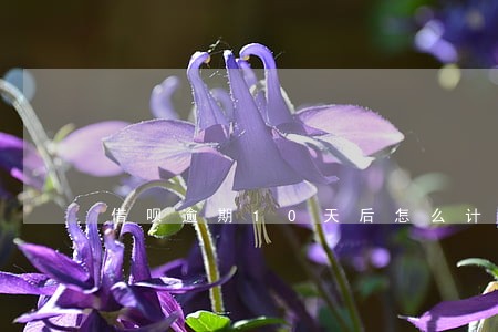 借呗逾期10天后怎么计算 借呗逾期10天后怎么计算