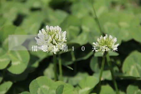 借呗逾期10天后果 借呗逾期10天后果