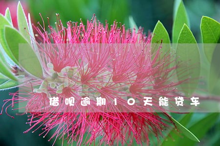 借呗逾期10天能贷车
